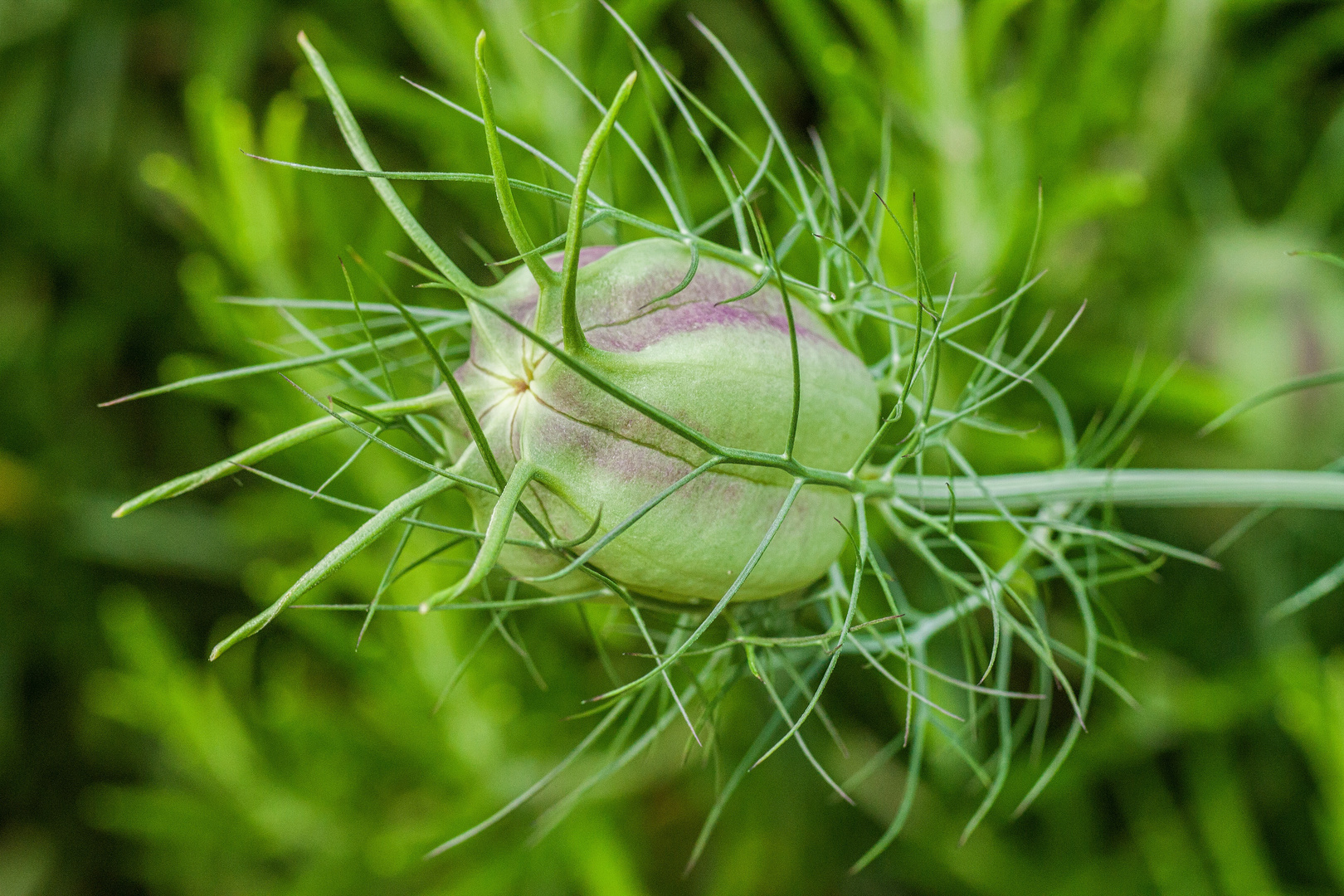 Jungfer im Grünen