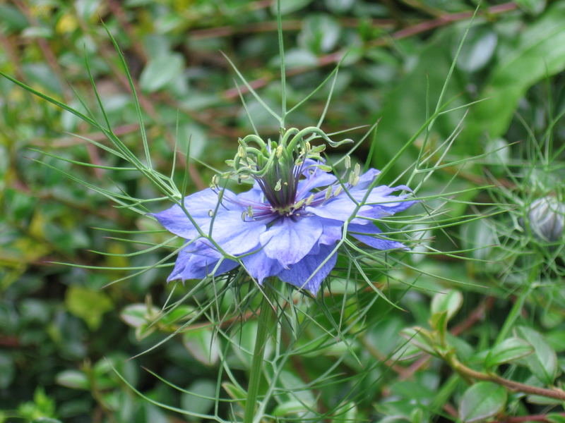 "Jungfer im Grünen"