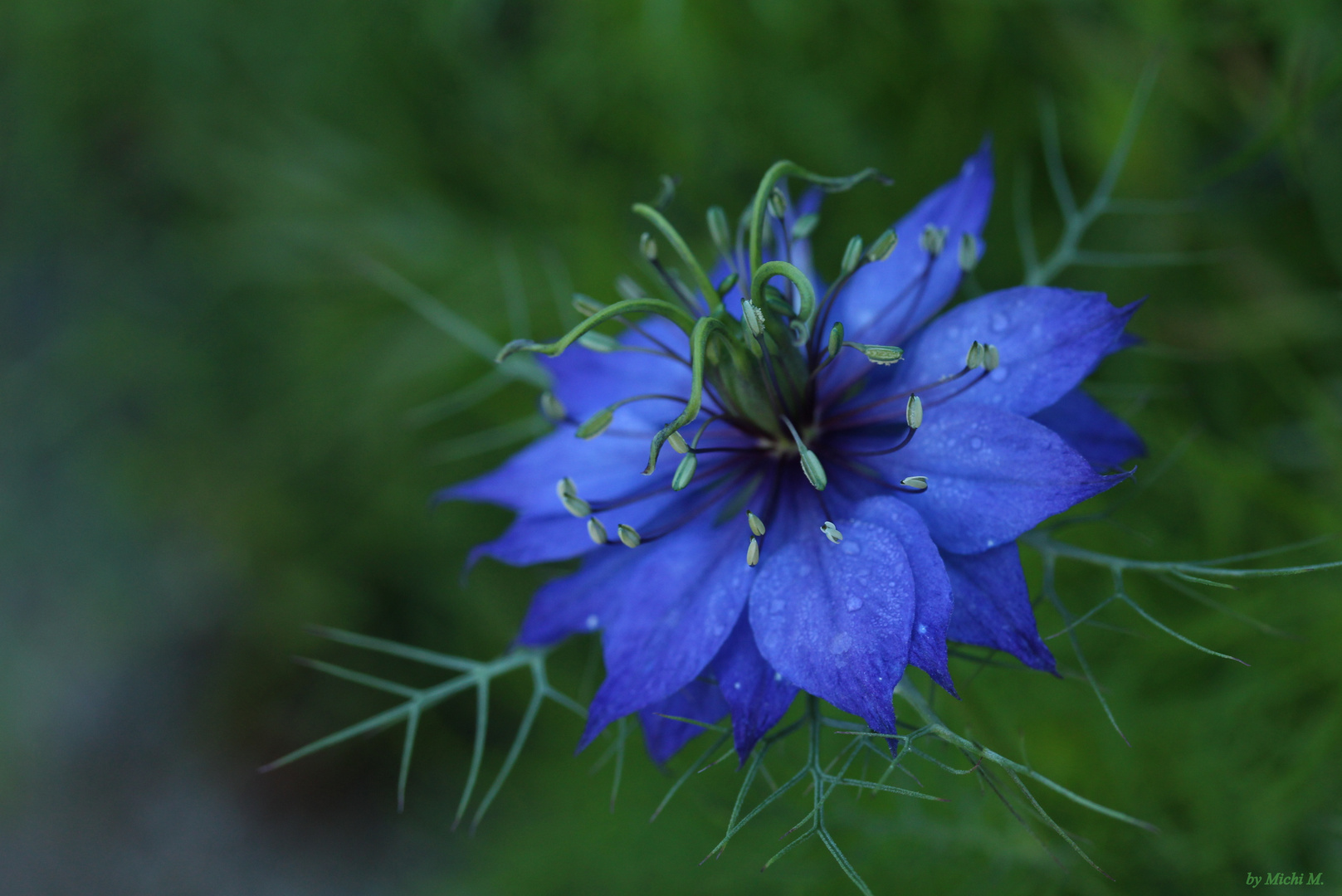Jungfer im Grünen Foto & Bild natur, pflanzen, blüten