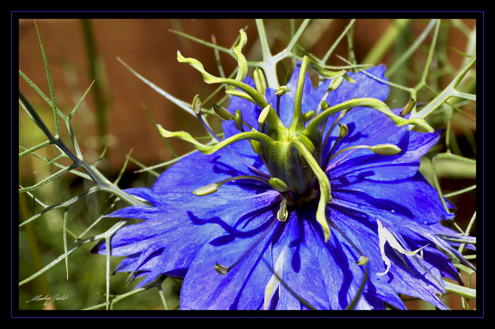 Jungfer im Grünen Foto & Bild pflanzen, pilze & flechten, blüten