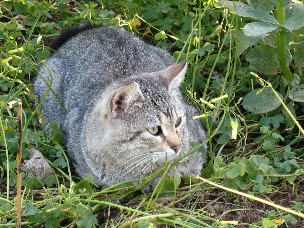 Jungfer im Grünen