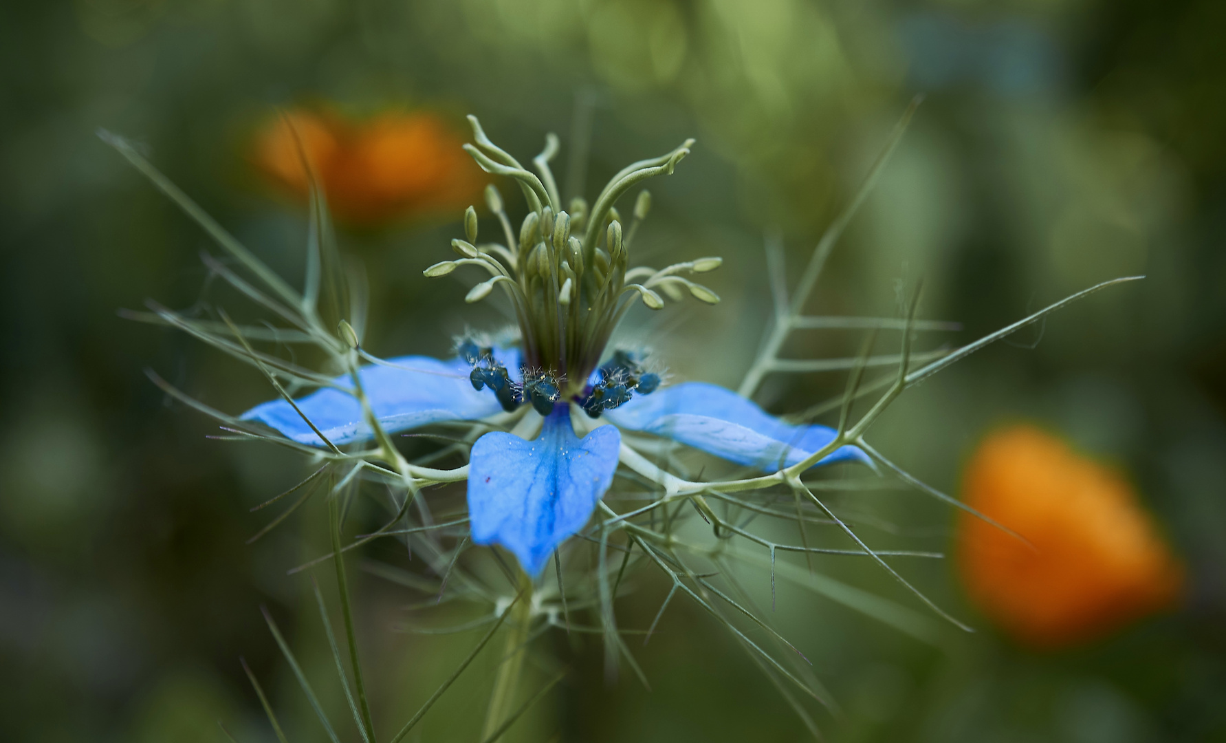 Jungfer im Grünen Foto & Bild pflanzen, pilze & flechten, blüten
