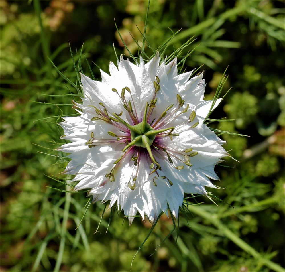Jungfer im Grünen Foto & Bild pflanzen, pilze & flechten, blüten