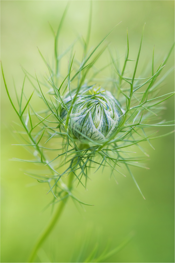 Jungfer im Grünen