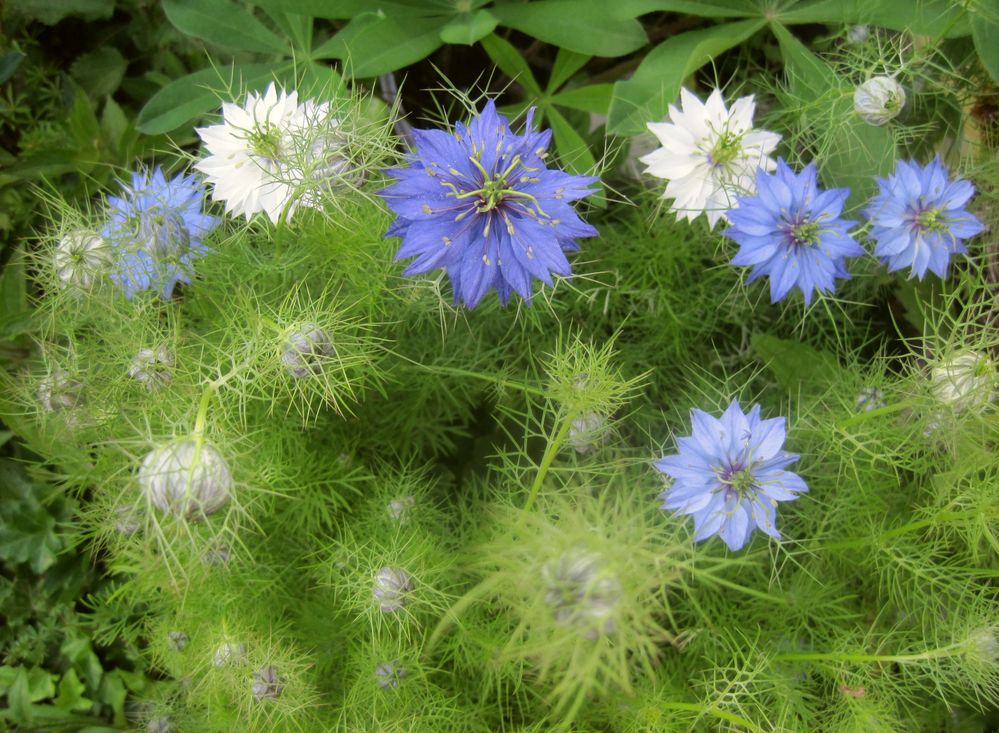 "Jungfer im Grünen" Foto & Bild jahreszeiten, sommer, blau Bilder auf