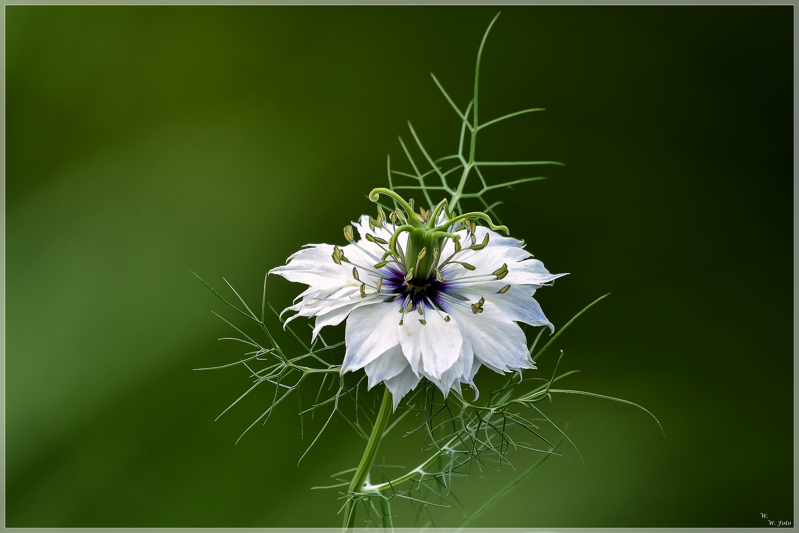 Jungfer im Grünen Foto & Bild natur, pflanzen, blüten Bilder auf