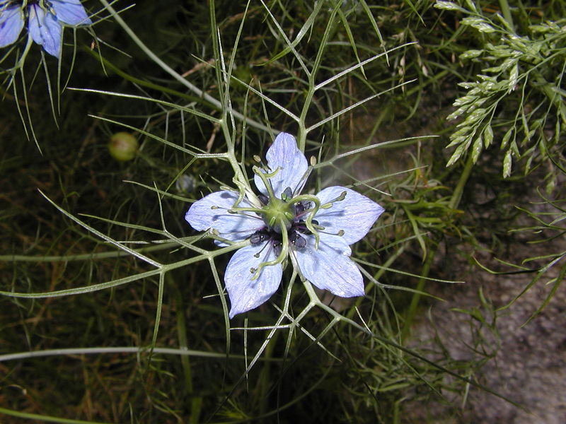 Jungfer im Grünen