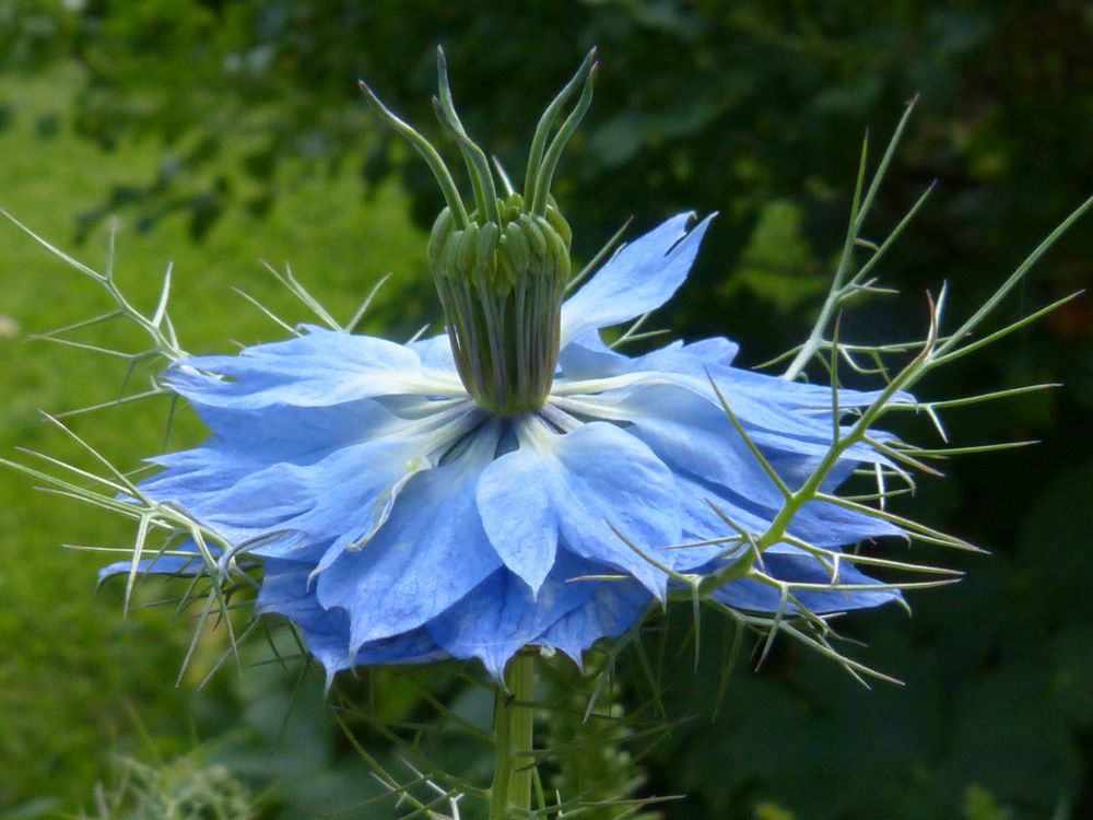 Jungfer im Grünen Foto & Bild pflanzen, pilze & flechten, blüten