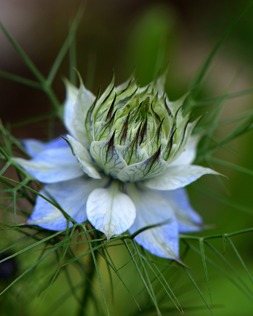 Jungfer im Grünen Foto & Bild pflanzen, pilze & flechten, blüten