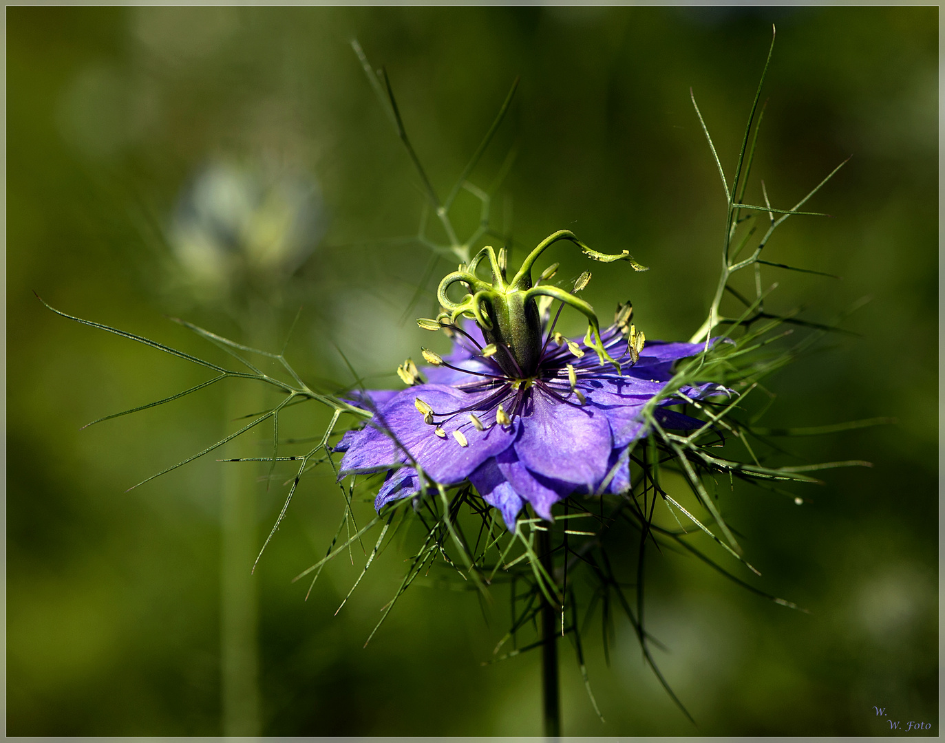 Jungfer im Grünen Foto & Bild natur, blumen, garten Bilder auf