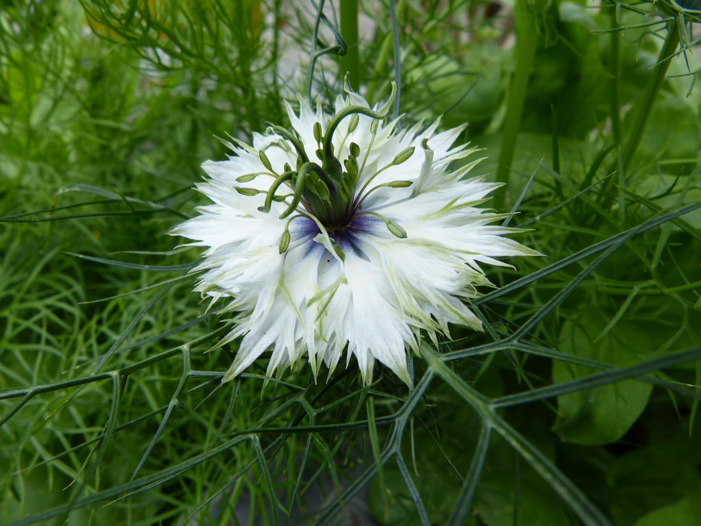 Jungfer im Grünen