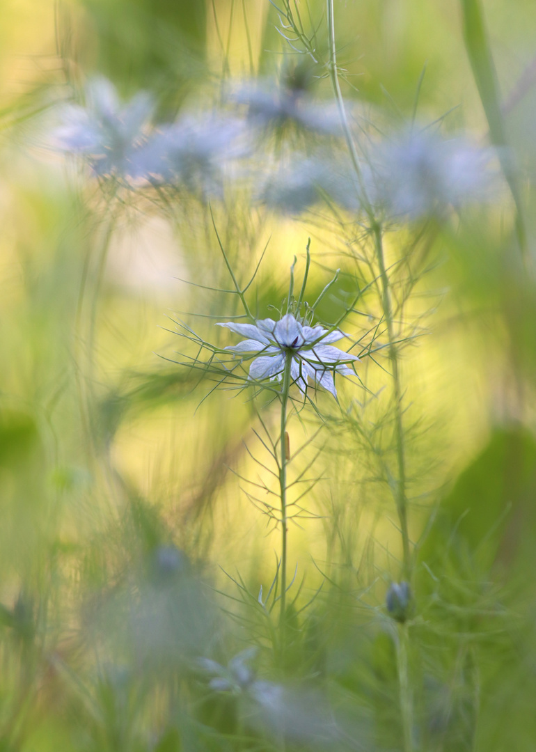 Jungfer im Grünen Foto & Bild pflanzen, pilze & flechten, blüten