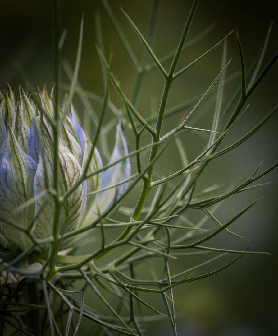 Jungfer im Grünen – Bauernschwarzkümmel (Nigella)