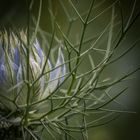 Jungfer im Grünen – Bauernschwarzkümmel (Nigella)