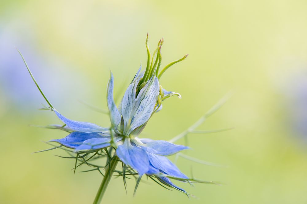 Jungfer im Grünen Foto & Bild pflanzen, pilze & flechten, blüten