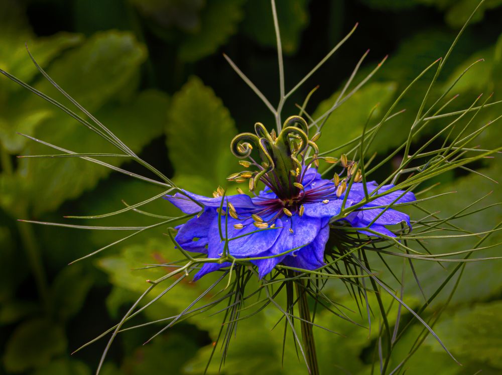 Jungfer im Grünen 