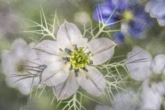 Jungfer im Grünen blau und weiß