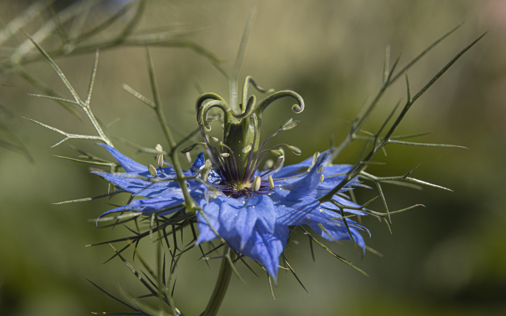 Jungfer im Grünen (Blüte)