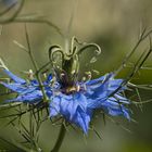 Jungfer im Grünen (Blüte)