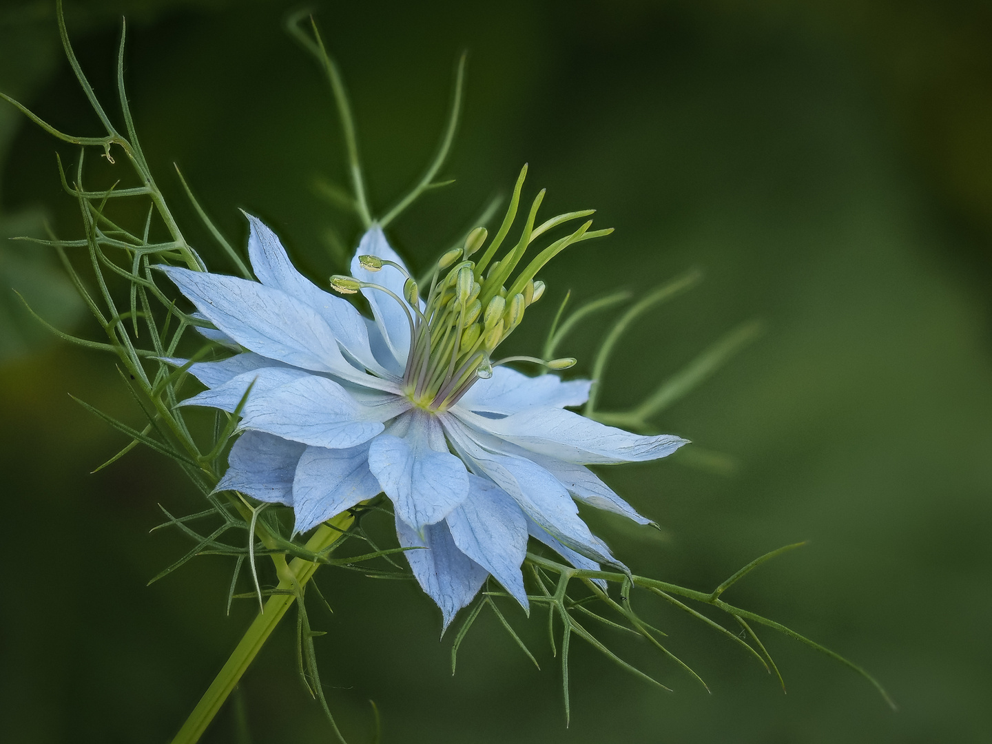 Jungfer im Grünen Foto & Bild natur, pflanzen, blüten Bilder auf
