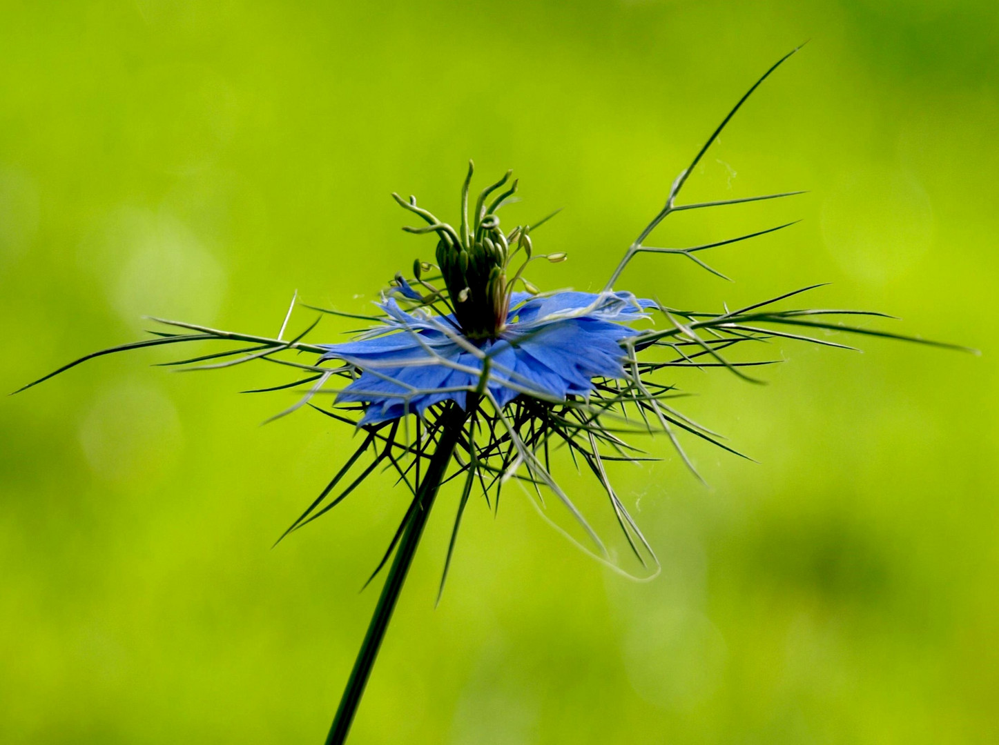 Jungfer im Grünen Foto & Bild natur, pflanzen, fashion Bilder auf