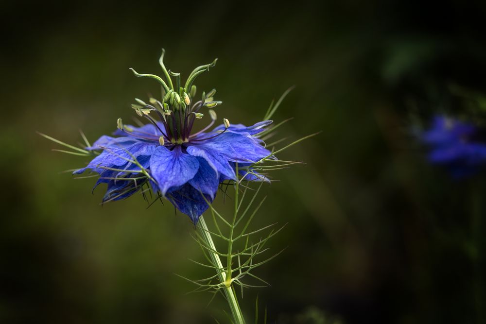 Jungfer im Grünen