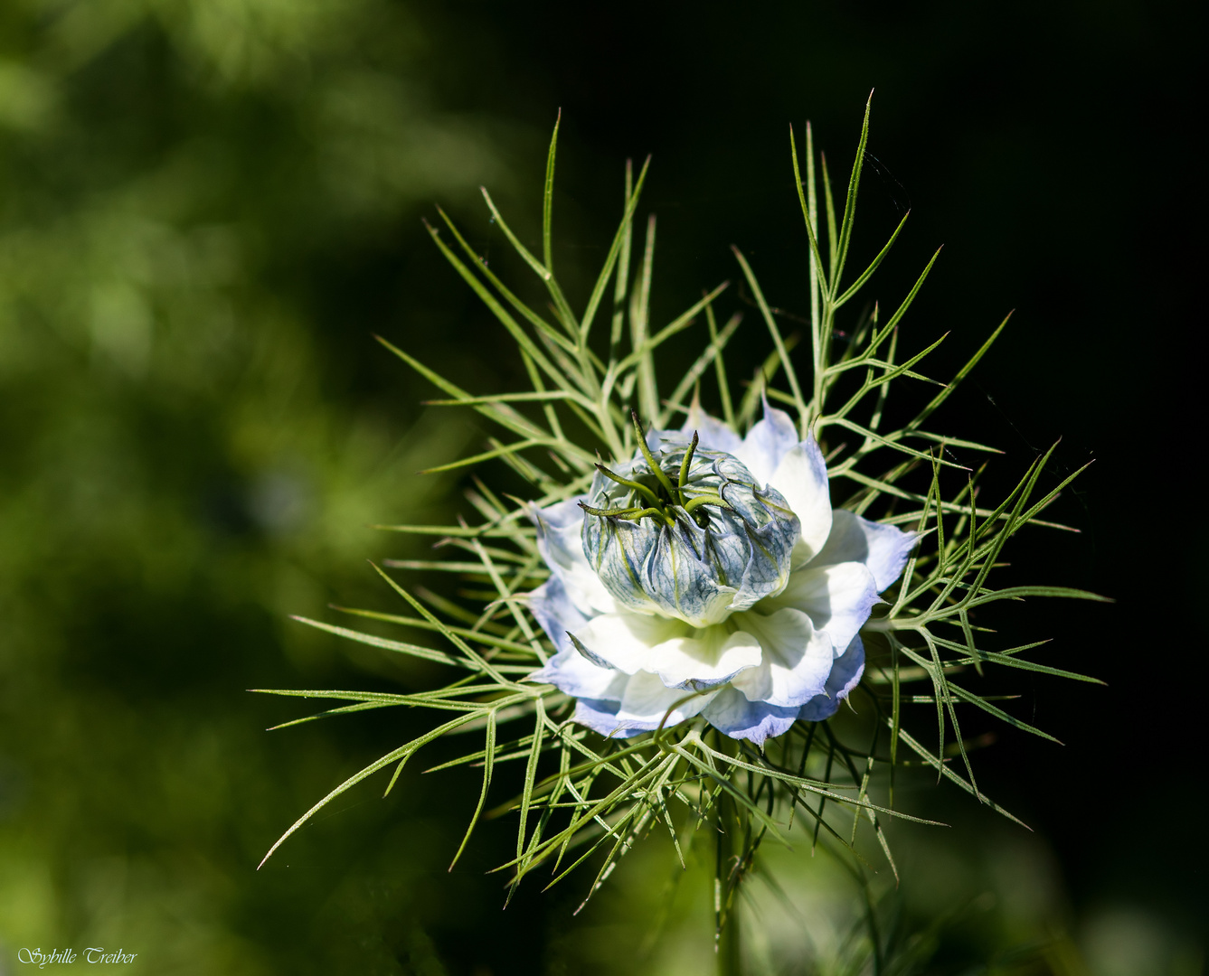 Jungfer im Grünen Foto & Bild pflanzen, pilze & flechten, blüten
