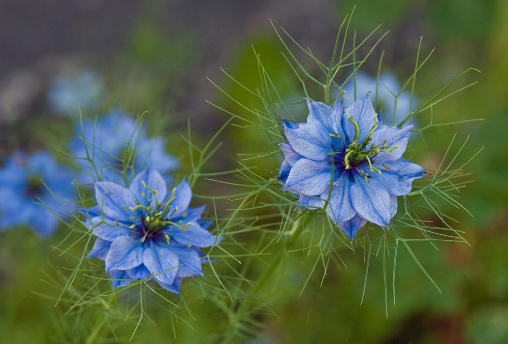 Jungfer im Grünen Foto & Bild pflanzen, pilze & flechten, blüten