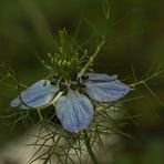 Jungfer im Grünen (In meiner Oase)