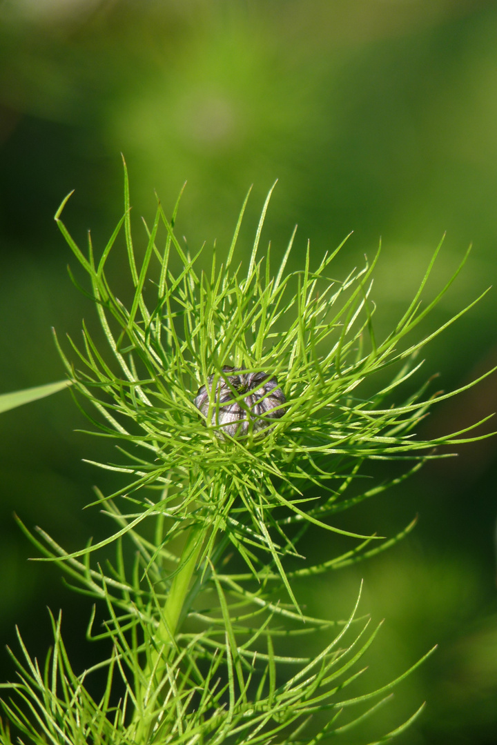 Jungfer im Grünen, Knospe