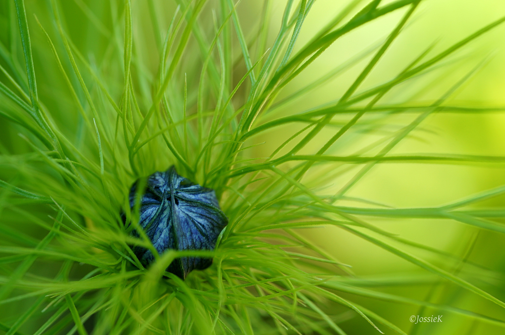 Jungfer im Grünen (Knospe)