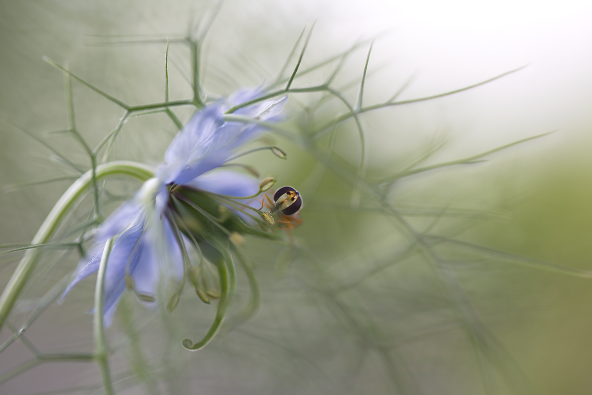 Jungfer im Grünen mit einer Schwebfliege