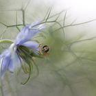 Jungfer im Grünen mit einer Schwebfliege