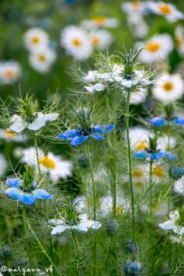 Jungfer im grünen mit Margeriten