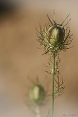 Jungfer im Grünen (Nigella)