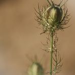 Jungfer im Grünen (Nigella)