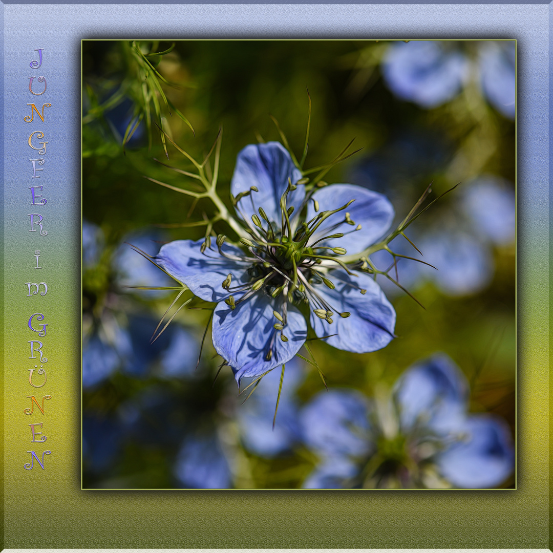  Jungfer im Grünen (Nigella)