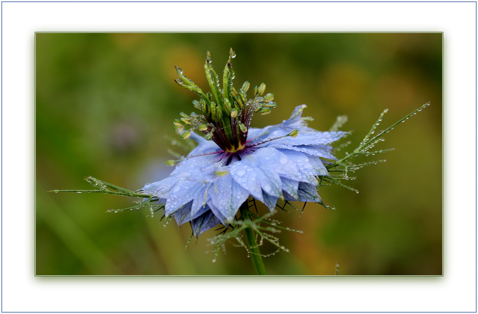 Jungfer im Grünen (Nigella damascena)...