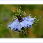 Jungfer im Grünen (Nigella damascena)...