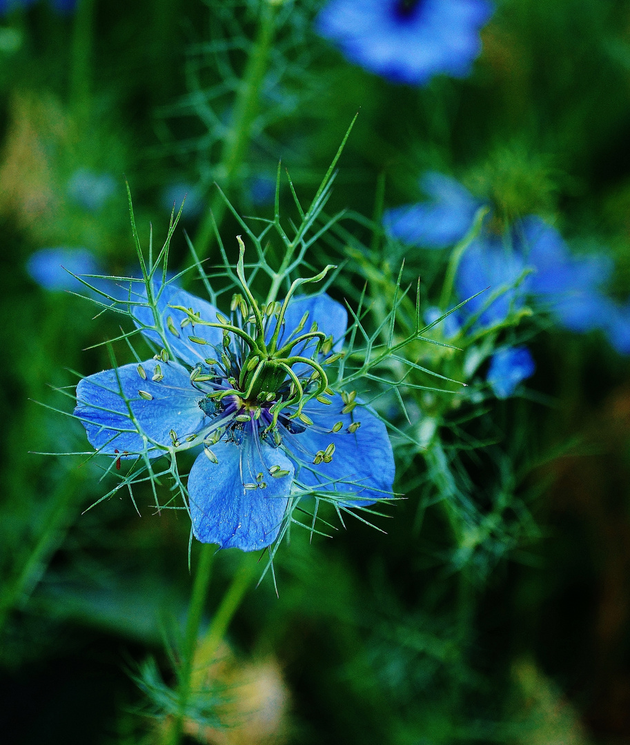 Jungfer im Grünen (Nigella damascena)