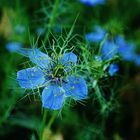 Jungfer im Grünen (Nigella damascena)