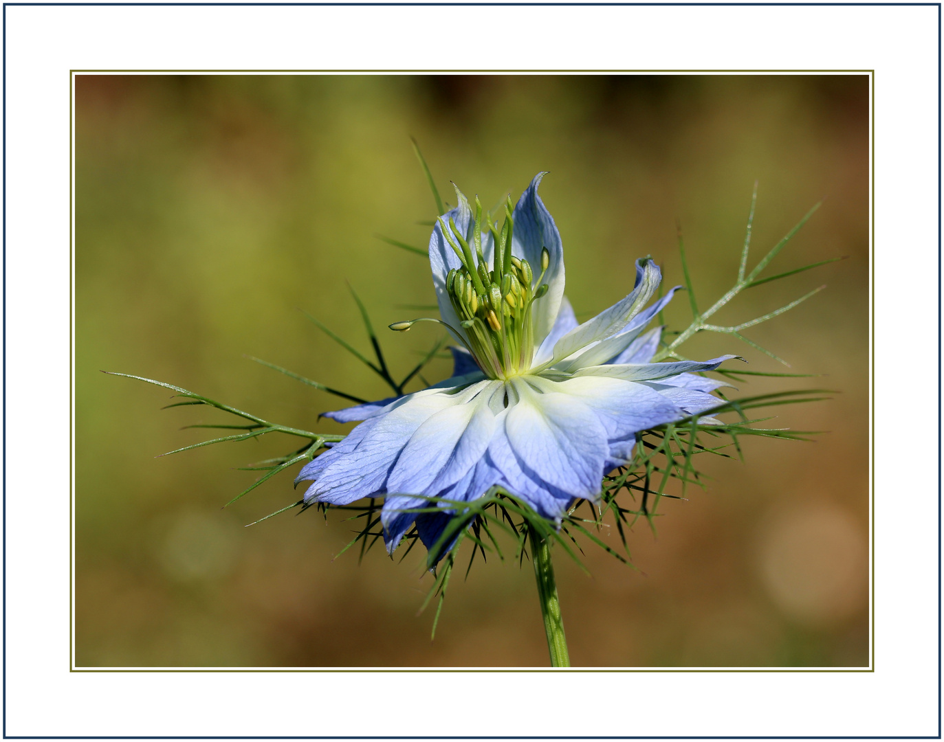 Jungfer im Grünen (Nigella damascena)