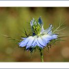 Jungfer im Grünen (Nigella damascena)