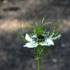 Jungfer im Grünen (Nigella damascena)