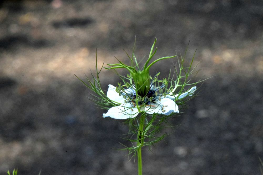 Jungfer im Grünen (Nigella damascena)