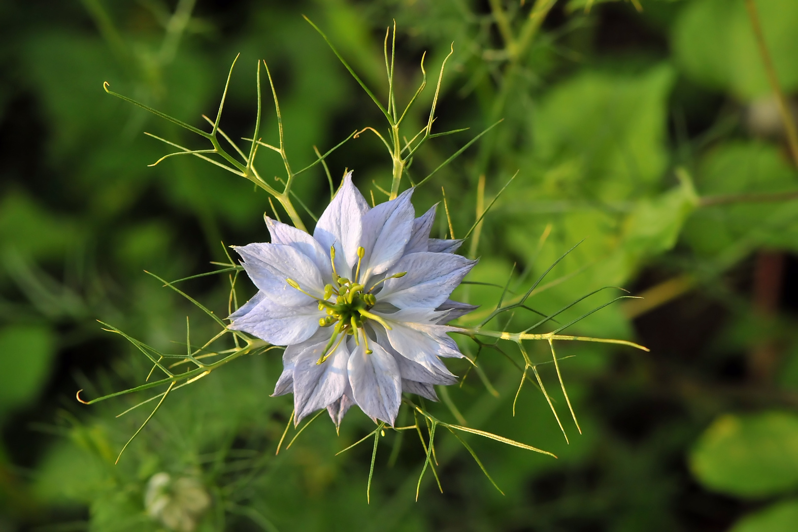 Jungfer im Grünen (Nigella damascena) Foto & Bild pflanzen, pilze