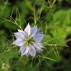 Jungfer im Grünen (Nigella damascena)