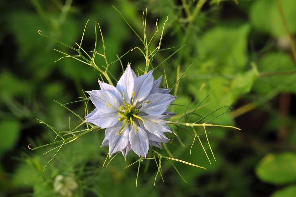 Jungfer im Grünen (Nigella damascena)