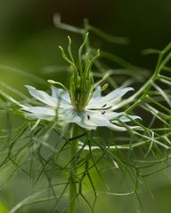 Jungfer im Grünen (Nigella damascena)