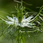 Jungfer im Grünen (Nigella damascena)